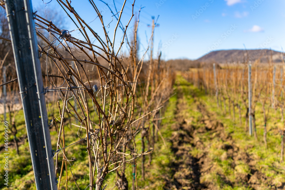 Leafless vines in winter sunshine Leafless vines in winter sunshine