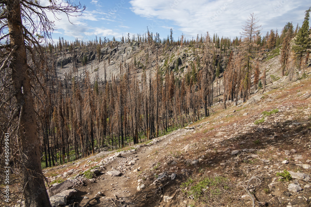 Burnt trees at Lassen Volcanic National Park, California Burnt trees at Lassen Volcanic National Park, California