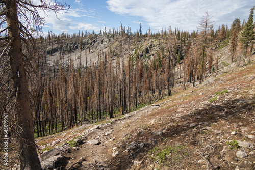 Burnt trees at Lassen Volcanic National Park, California