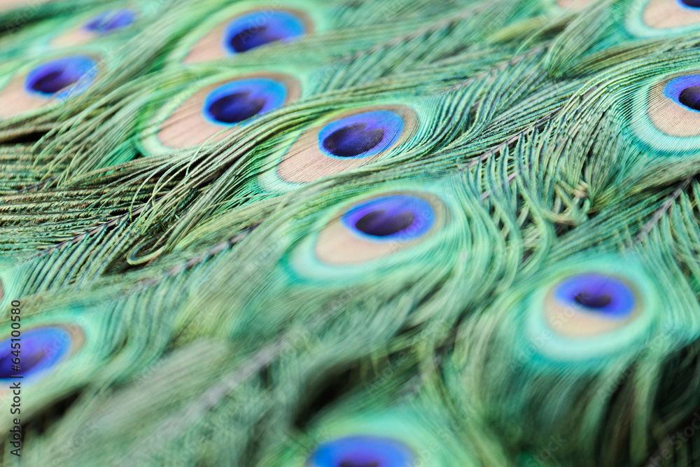 Obraz premium peacock feather close up