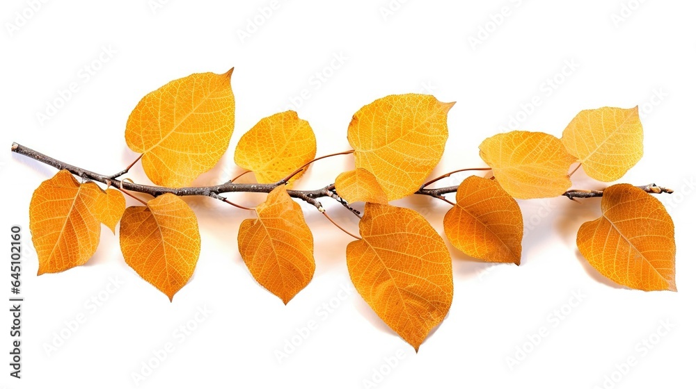 Fototapeta premium autumn leaves isolated on white