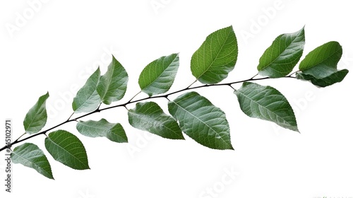 green leaves isolated on white