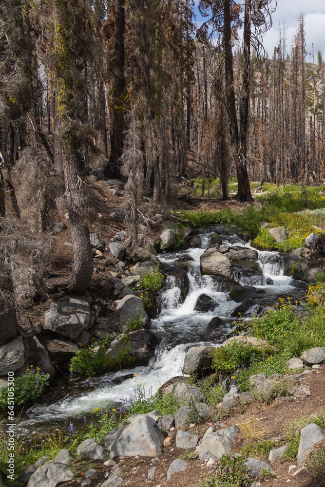 Kings Creek, Upper cascades stream in the woods at Lassen Volcanic National Park, California Kings Creek, Upper cascades stream in the woods at Lassen Volcanic National Park, California