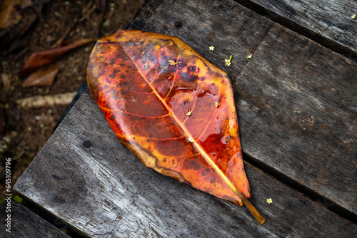 Closeup of big red leaf over wet wooden deck