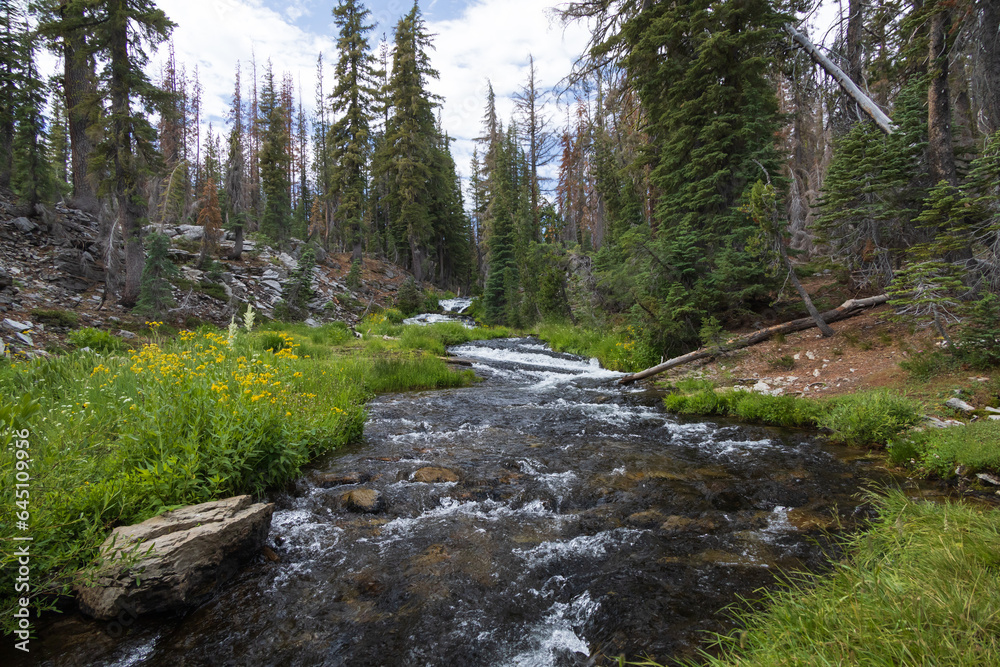 Kings Creek, Upper cascades stream in the woods at Lassen Volcanic National Park, California Kings Creek, Upper cascades stream in the woods at Lassen Volcanic National Park, California