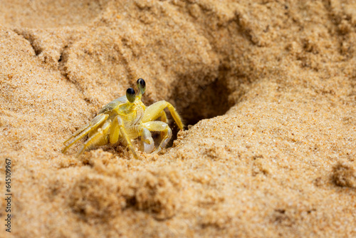 Closeup of crab coming out of hole in beach sand