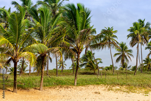Coconut trees on the shore of a wild beach