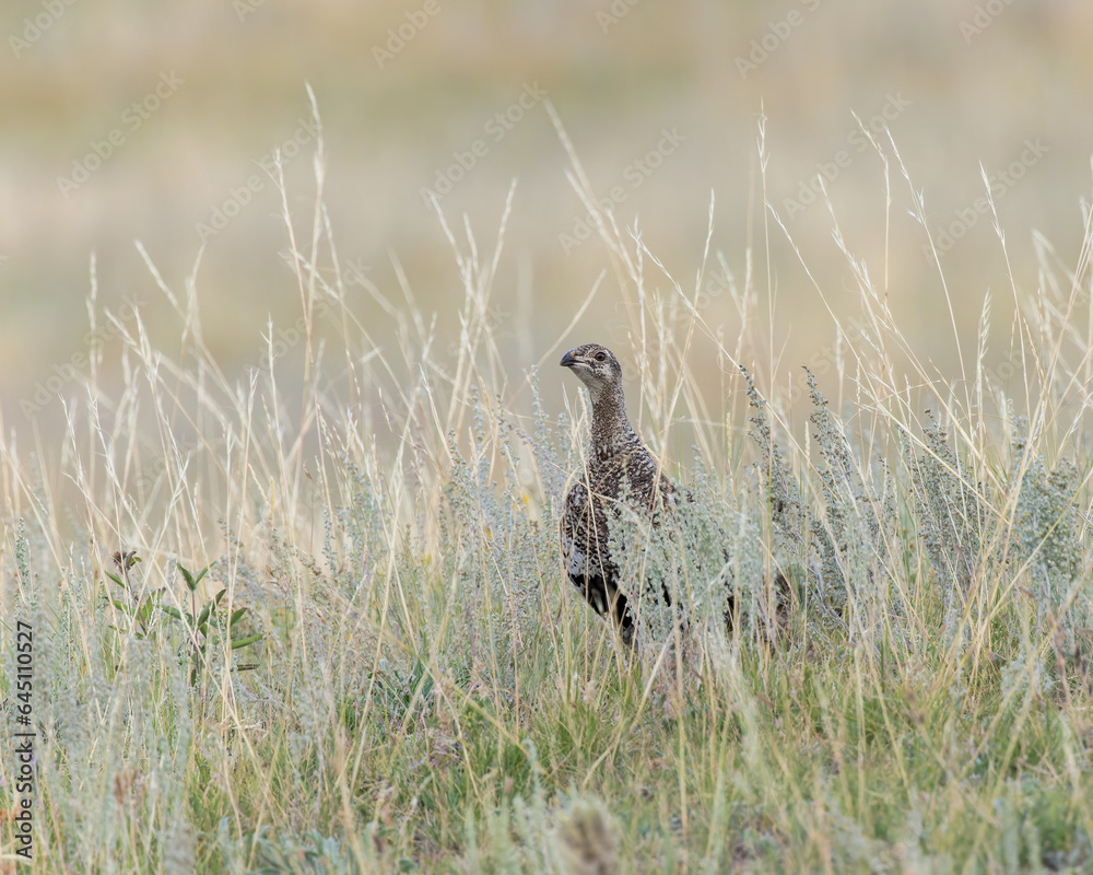 A Greater Sage Grouse on Wyoming's prairie A Greater Sage Grouse on Wyoming's prairie