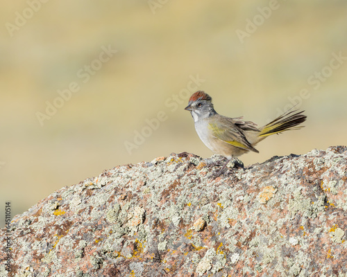 A Green-tailed Towhee views his territory from the top of a granite rock. photo