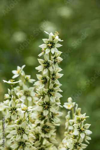 California corn lily close-up