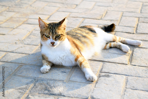 Calico cat sitting in the sun.  Happy tabby cat relaxing on the ground in the morning sunlight.  © Maliflower73
