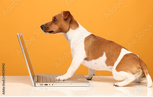 dog with laptop isolated on yellow background
