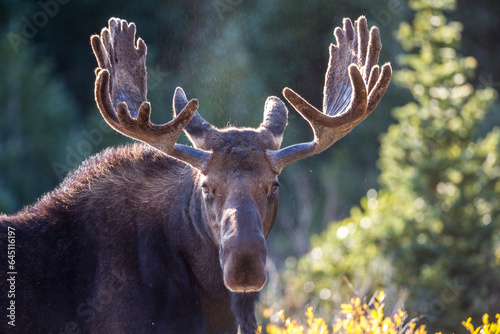Fotografi Moose Stare