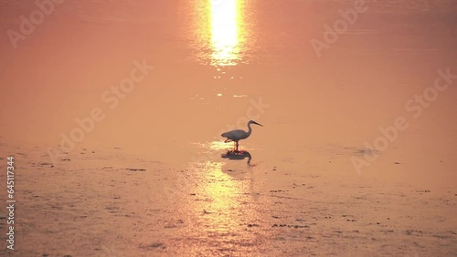 An egret walks on the golden water of sunset photo
