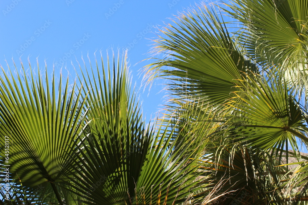 The California Fan Palm, Wahsingtonia Filifera, is native only to oasis and riparian areas in the Mojave and Sonoran Deserts. The California Fan Palm, Wahsingtonia Filifera, is native only to oasis and riparian areas in the Mojave and Sonoran Deserts.