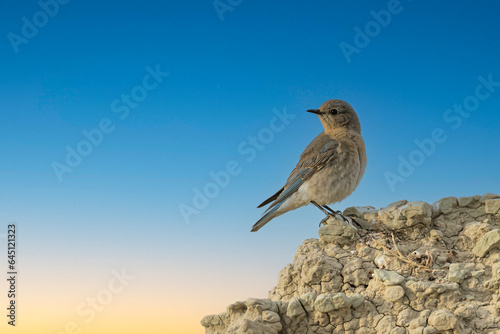 Juvenile Mountain Bluebird perched on mud butte in Badlands