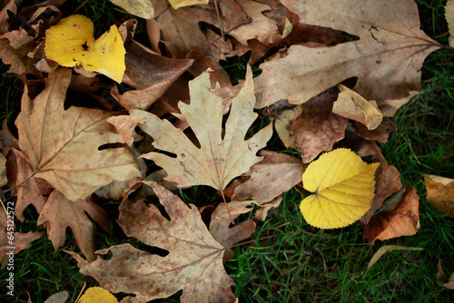 Autumn leaves fallen over green grass