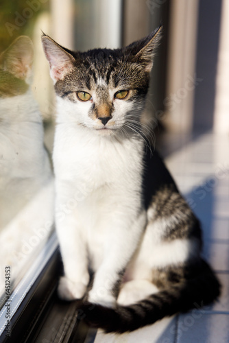 a vertical portrait of a young tabby cat sitting next to a window