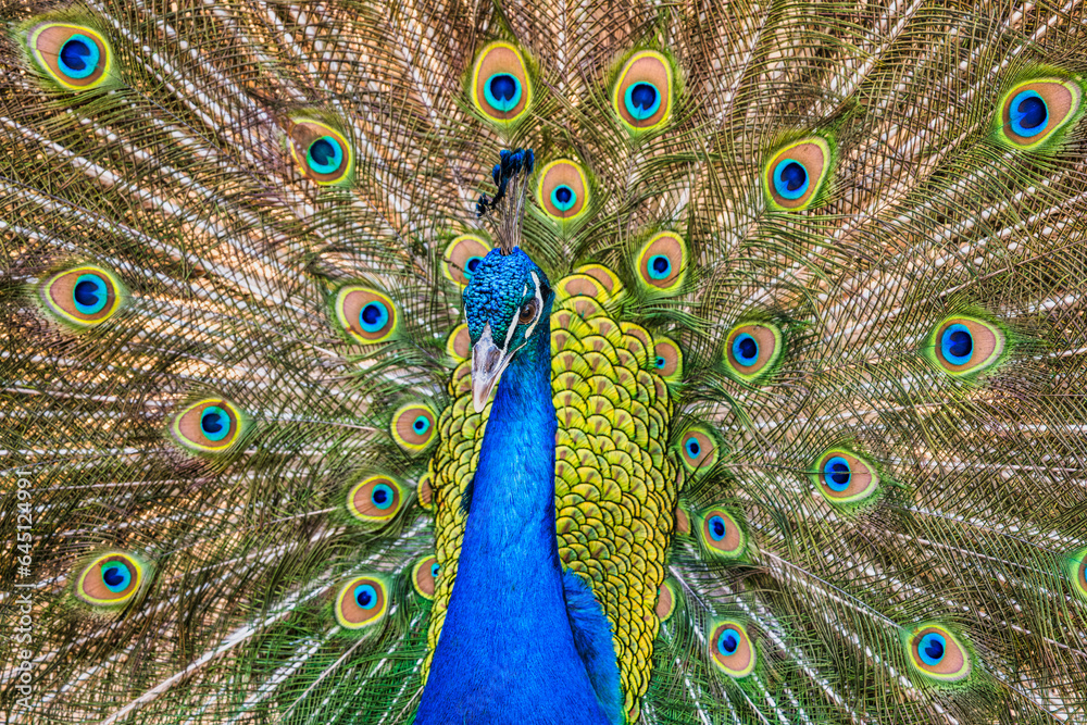 Obraz premium Close up shot of male peacock dancing, Cape Town, South Africa