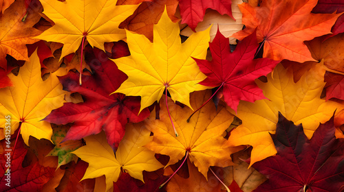 Autumn maple leaves background. Red  yellow and orange maple leaves.