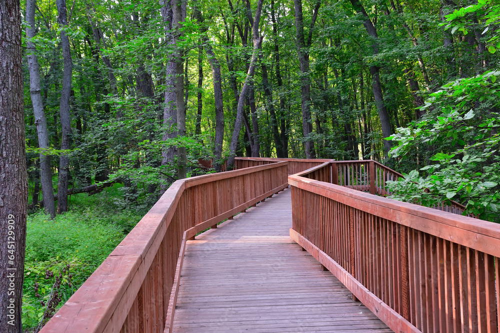 Fototapeta premium Wooden zigzag boardwalk across mature forest. Wood handrail.