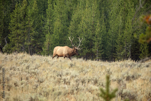 North American elk.The elk or wapiti  Cervus canadensis  in the natural habitat. Yellowstone NP.