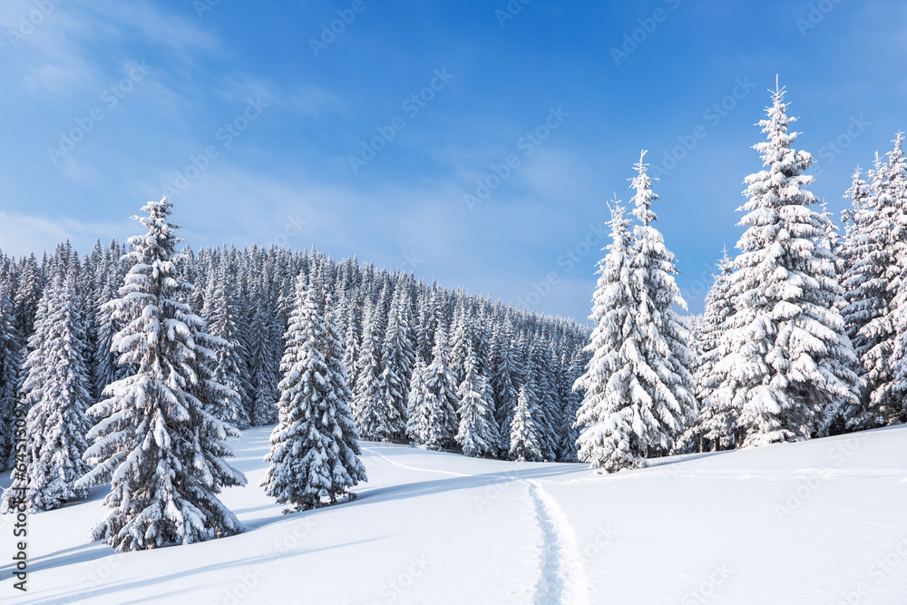 Lawn and forest. On a frosty beautiful day among high mountain are trees covered with white fluffy snow against the magical winter landscape. Snowy background. Nature scenery.