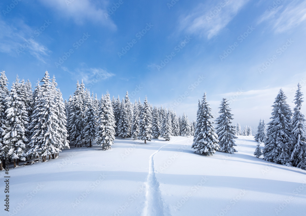 Winter landscape. Lawn covered with snow. High mountains with snow white trees. Snowy background. Location place the Carpathian, Ukraine, Europe.