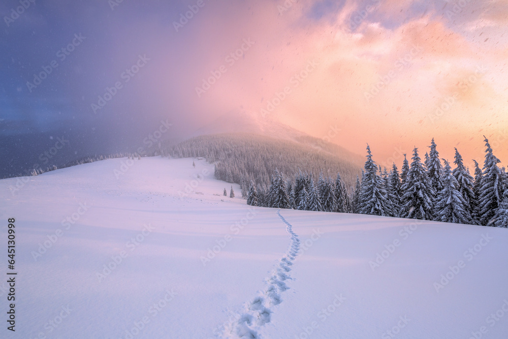 Winter. Amazing sunrise. High mountains with snow. A panoramic view of the covered with frost trees in the snowdrifts. Natural landscape with beautiful sky.