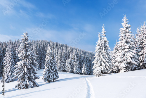 Lawn and forest. On a frosty beautiful day among high mountain are trees covered with white fluffy snow against the magical winter landscape. Snowy background. Nature scenery.