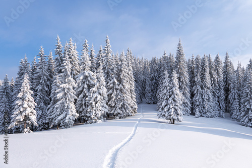 Landscape on the cold winter morning. Pine trees in the snowdrifts. Lawn and forests. Snowy background. Nature scenery. Location place the Carpathian  Ukraine  Europe.
