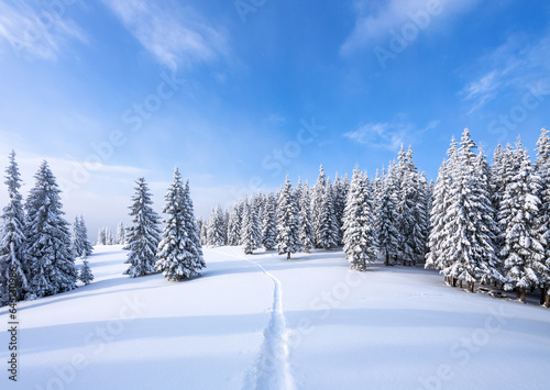 Nature winter landscape. Lawn covered with snow. Snowy background. Location place the Carpathian, Ukraine, Europe.