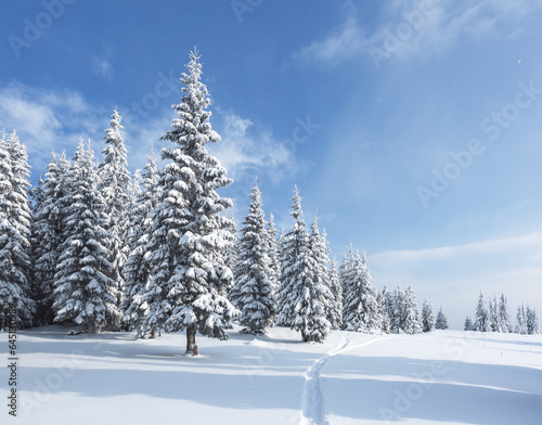 Landscape on the cold winter morning. Pine trees in the snowdrifts. Lawn and forests. Snowy background. Nature scenery. Location place. Location place the Carpathian, Ukraine, Europe.