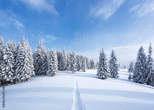 Winter landscape. Lawn covered with snow. High mountains with snow white trees. Snowy background. Location place the Carpathian, Ukraine, Europe. © Vitalii_Mamchuk