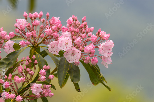 closeup view of pinkish colored mountain laurel just starting to bloom with a bokeh blurred background. photo