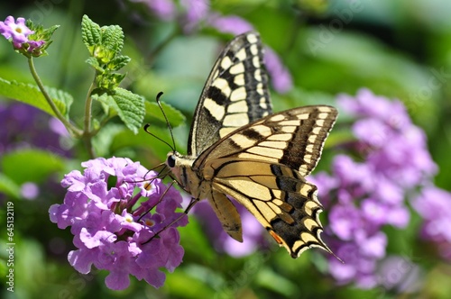 Farfalla Macaone su fiore di Lantana