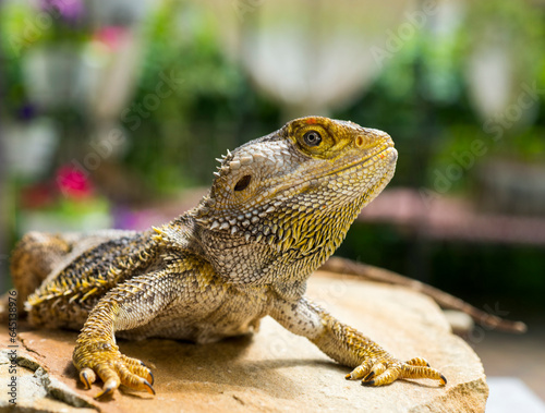 beautiful lizard bearded dragon close-up