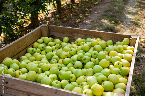 Ripe apples in a wooden crate in the garden. High quality photo