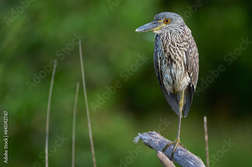 Juvenile yellow-crowned night heron posing on a branch in the pond. photo