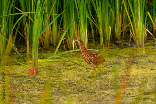 The American bittern (Botaurus lentiginosus). Young bird in the Horicon marsh photo