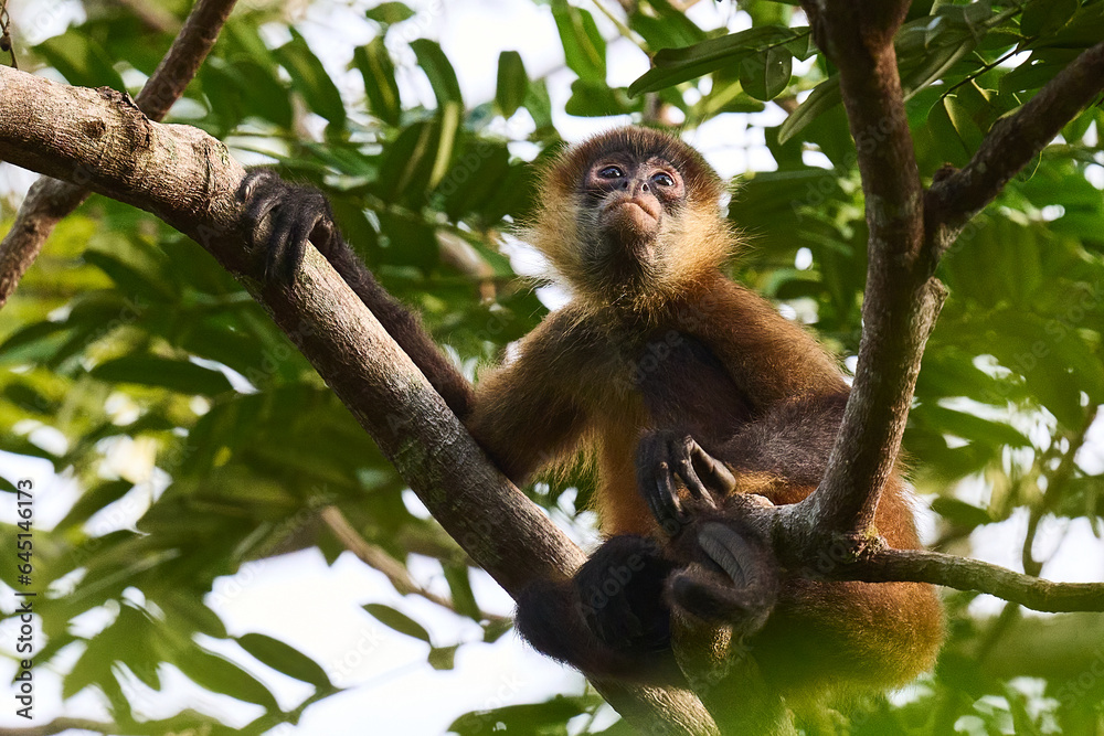 Young howler monkey in the jungle canopy looking for food in Costa Rica.