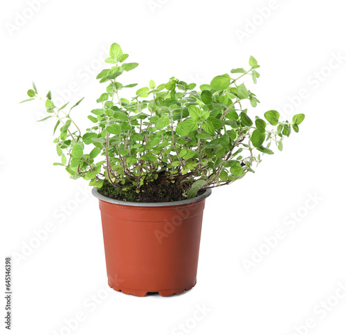 Aromatic green potted oregano isolated on white © New Africa
