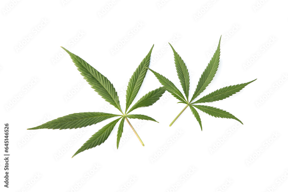 Fresh green hemp leaves isolated on white, top view Fresh green hemp leaves isolated on white, top view
