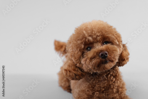 Cute Maltipoo dog on light grey background, space for text. Lovely pet