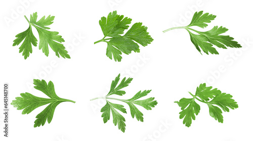 Set with green parsley isolated on white