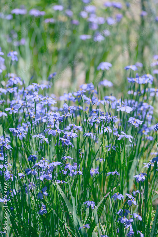 meadow of blue eyed grass