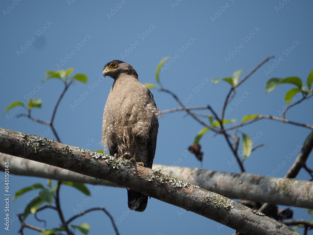 Crested Serpent-Eagle in natural habitat Crested Serpent-Eagle in natural habitat