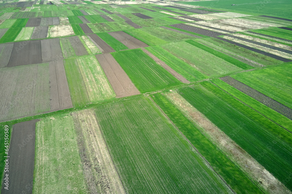 Aerial view of green farm fields in summer season with growing crops. Farming and agriculture industry