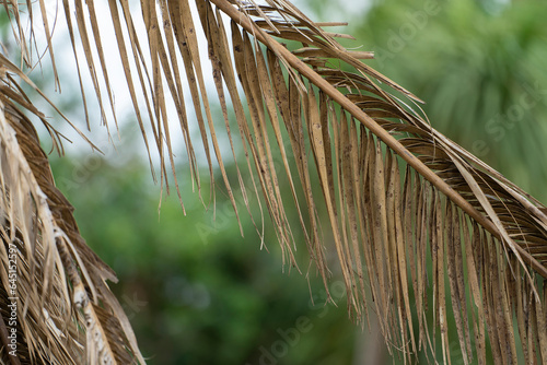 Dead palm tree with dry branches on Florida home backyard. Tree removal concept