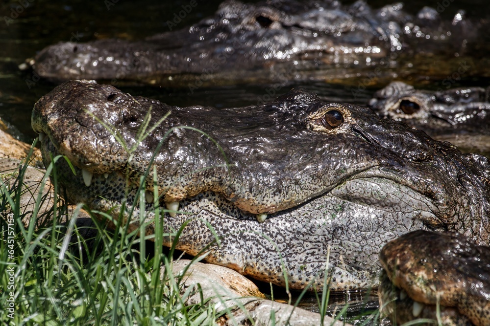 alligator in the water alligator in the water